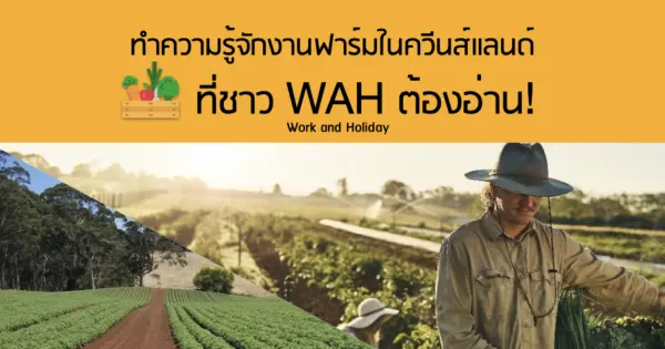 ทำความรู้จักงานฟาร์มในควีนส์แลนด์ ที่ชาว WAH ต้องอ่าน!